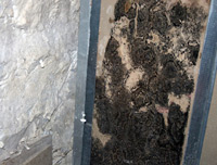 Westchester school mold testing